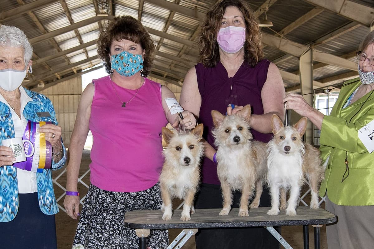 Portuguese Podengo Pequeno Puppies breeder image 4