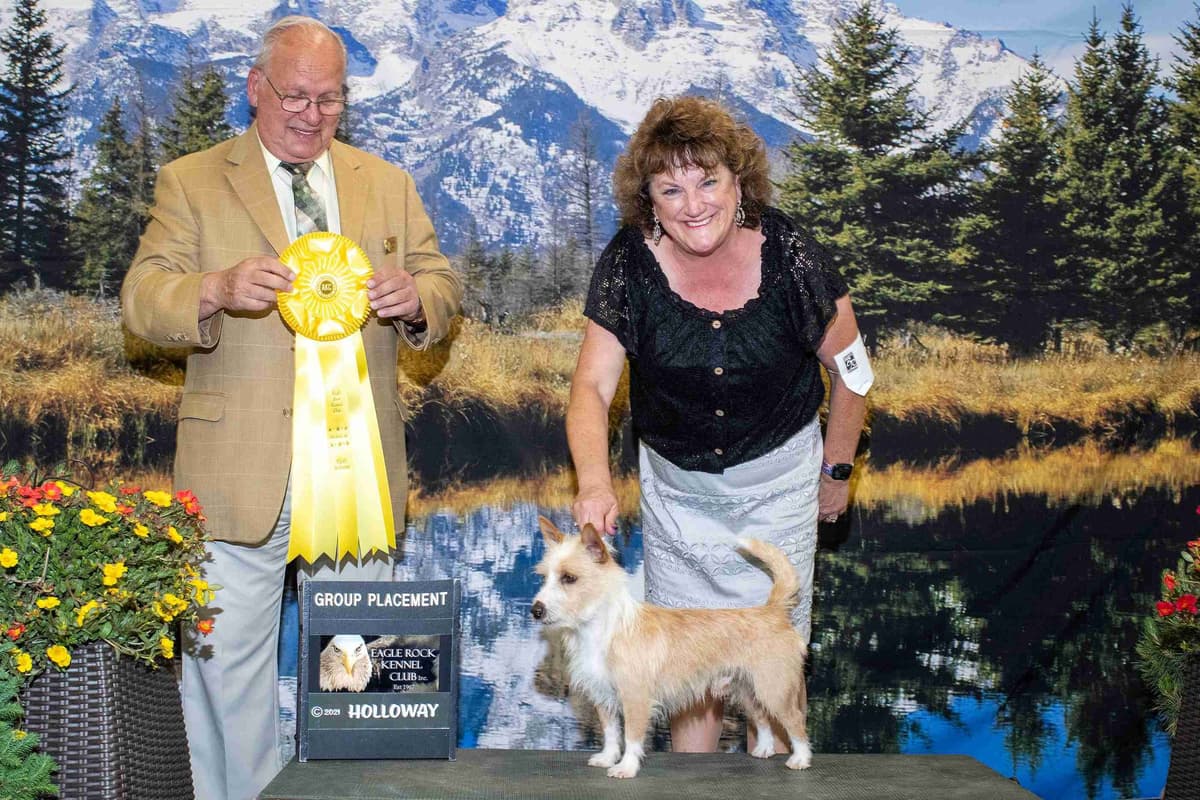 Portuguese Podengo Pequeno Puppies breeder image 7