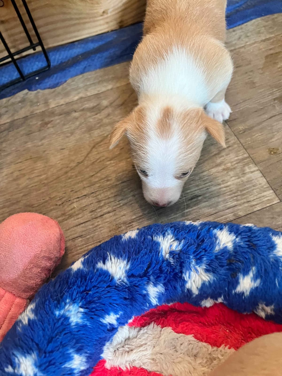 Portuguese Podengo Pequeno Puppies breeder image 8