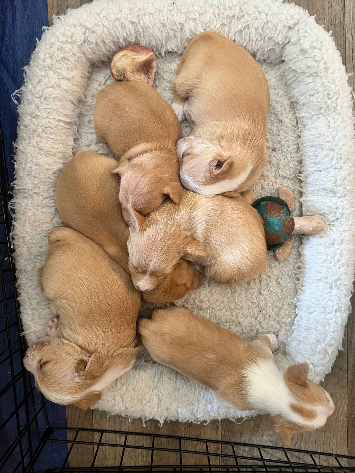 Portuguese Podengo Pequeno Puppies breeder image 9