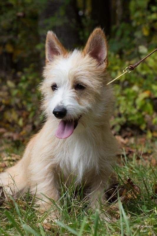 Portuguese Podengo Pequeno Puppies breeder image 11