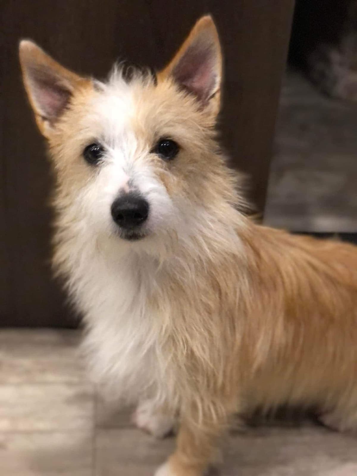 Portuguese Podengo Pequeno Puppies breeder image 12