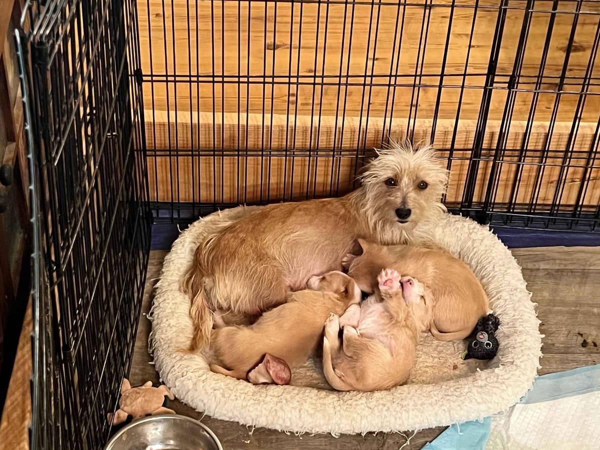 Portuguese Podengo Pequeno Puppies breeder image 13