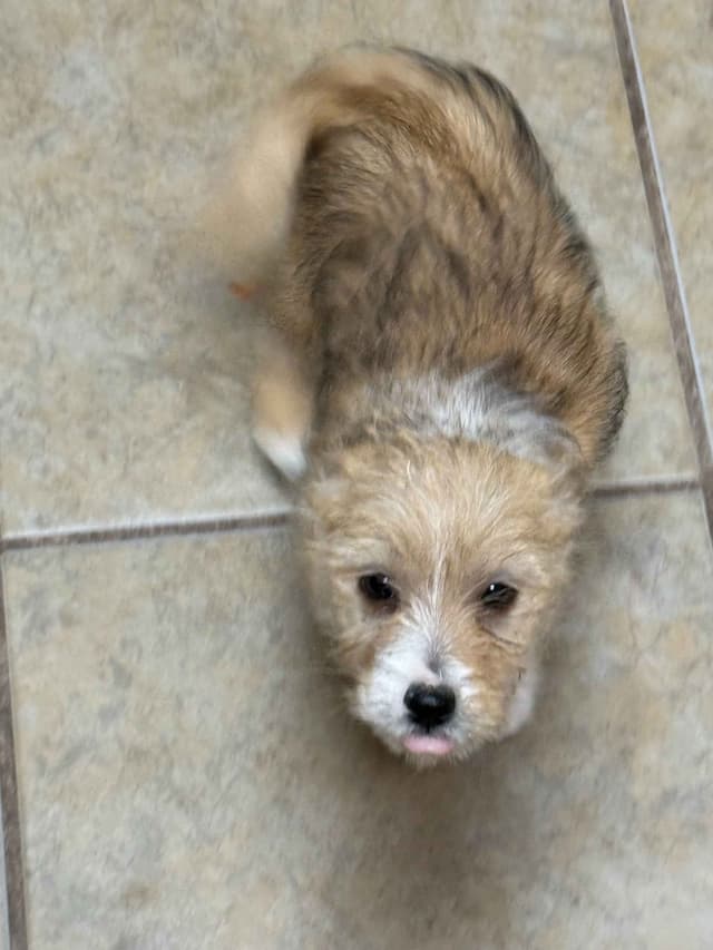 Portuguese Podengo Pequeno Puppies media 2