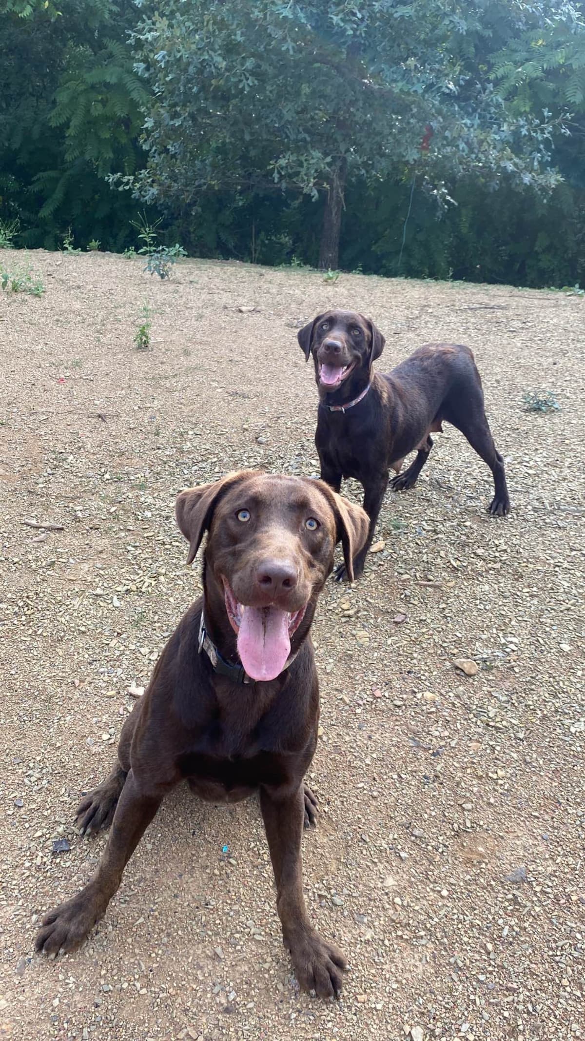 Labrador Retriever Puppies breeder image 4