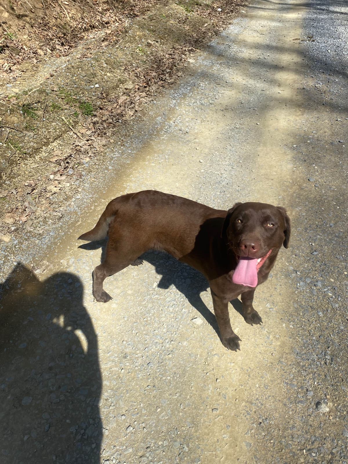 Labrador Retriever Puppies breeder image 5