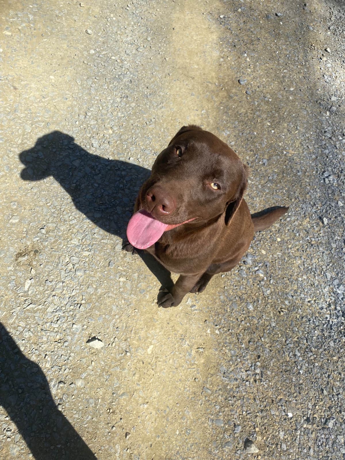 Labrador Retriever Puppies breeder image 7