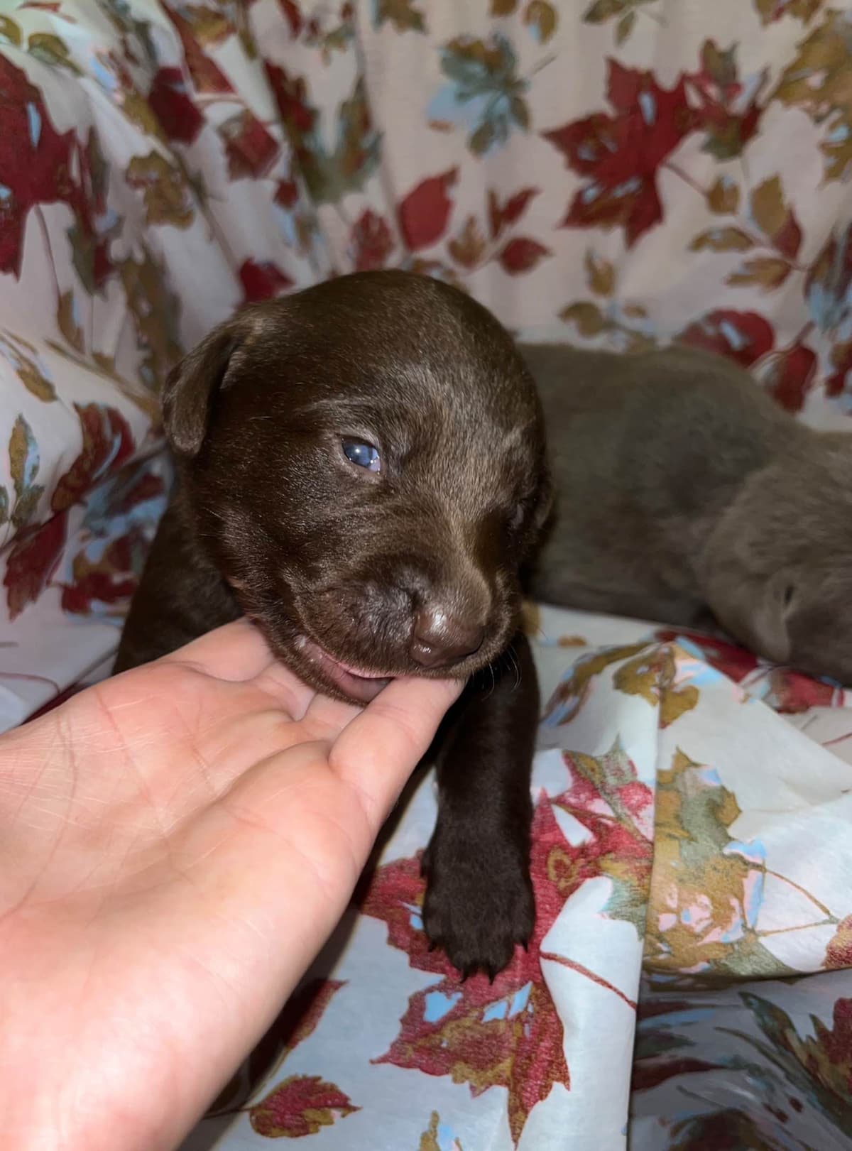 Labrador Retriever Puppies breeder image 8