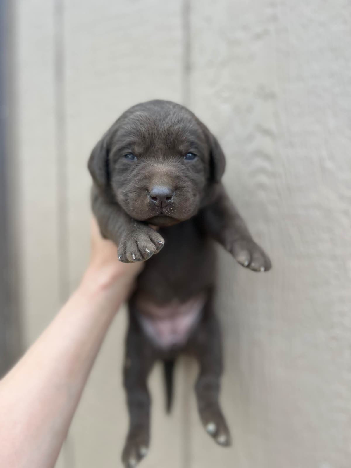 Labrador Retriever Puppies breeder image 9