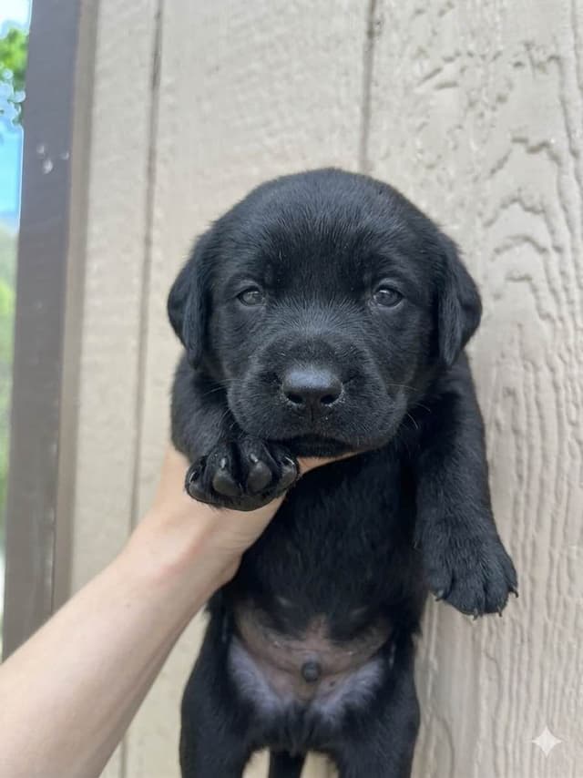 Labrador Retriever Puppies media 2