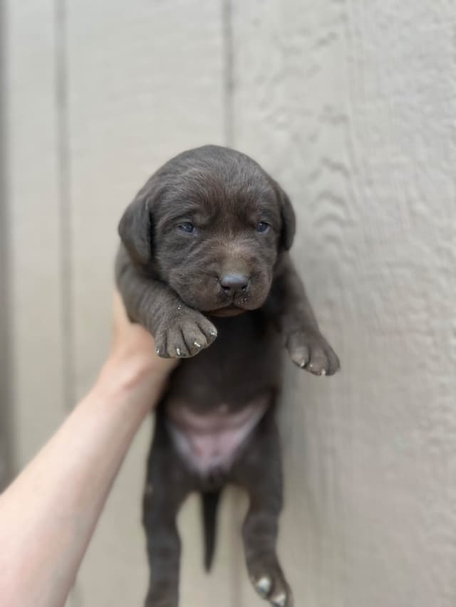 Labrador Retriever Puppies media 4