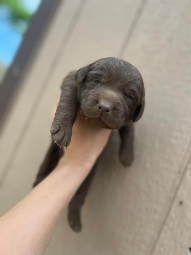 Labrador Retriever Puppies media 5