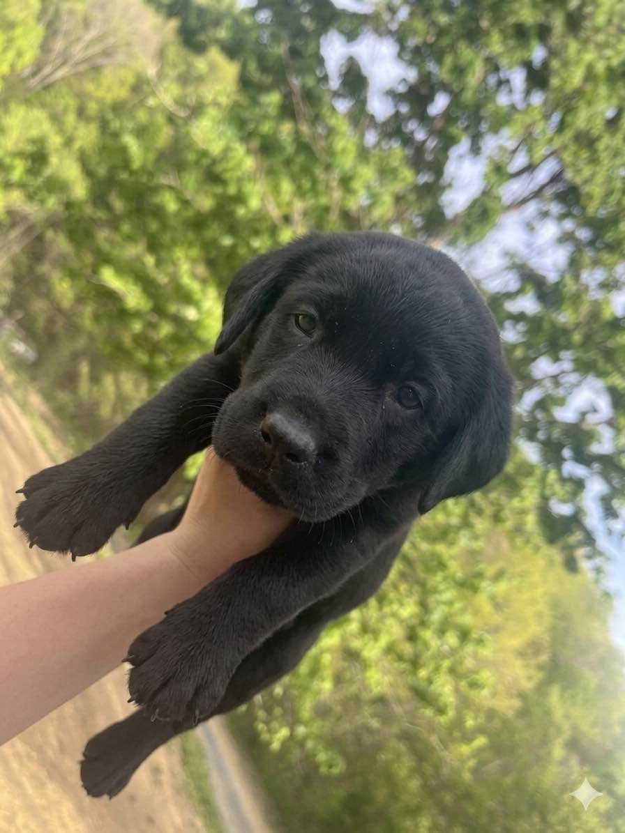 Labrador Retriever Puppies breeder image 12