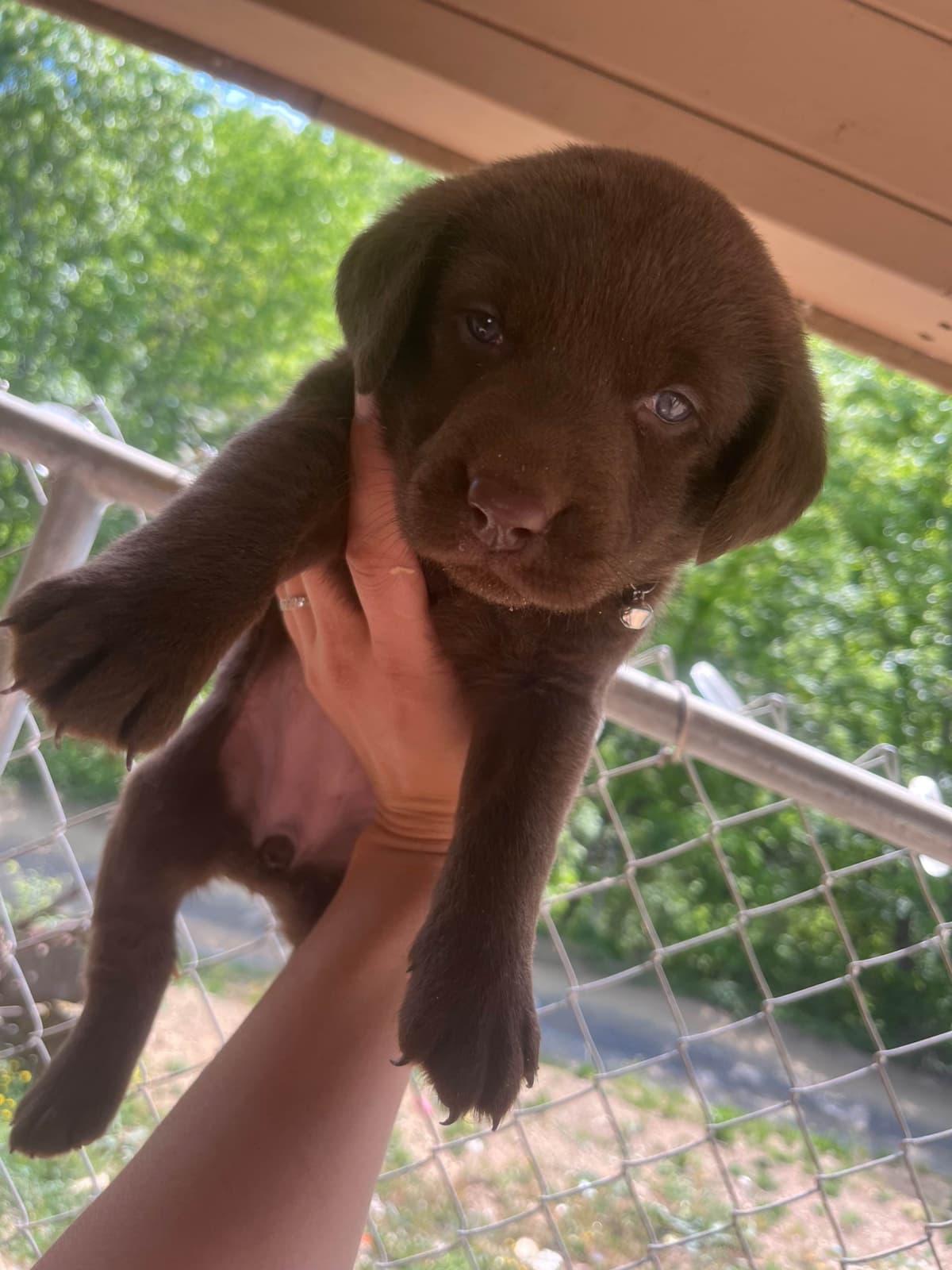 Labrador Retriever Puppies breeder image 15