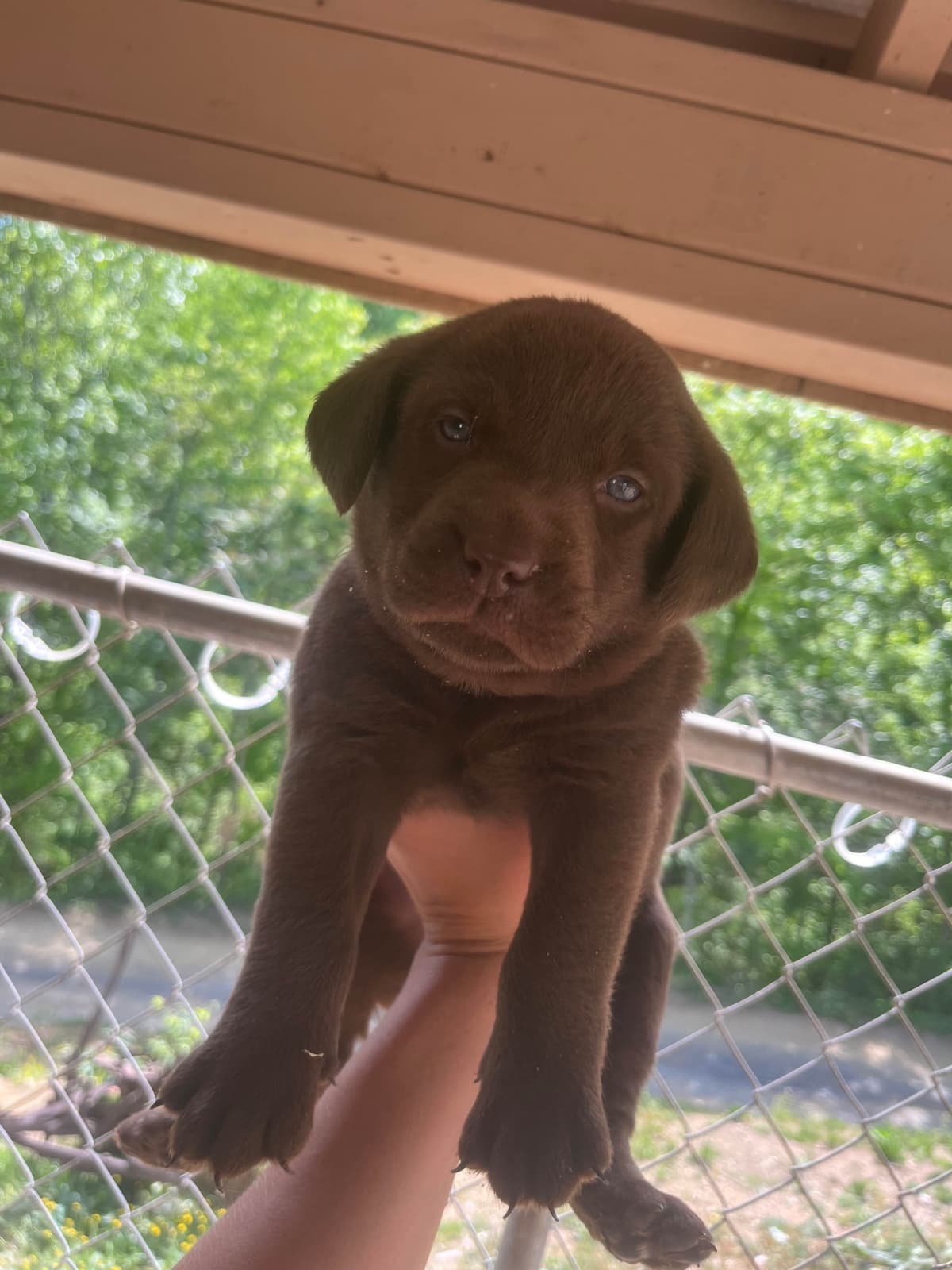 Labrador Retriever Puppies breeder image 14