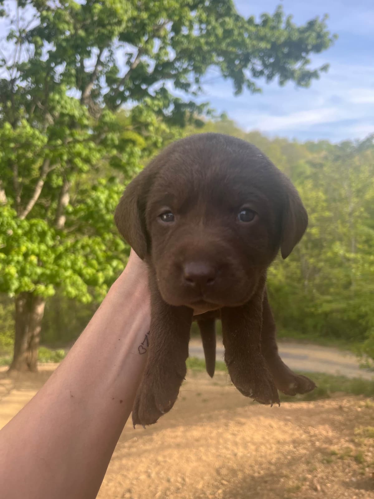 Labrador Retriever Puppies breeder image 17