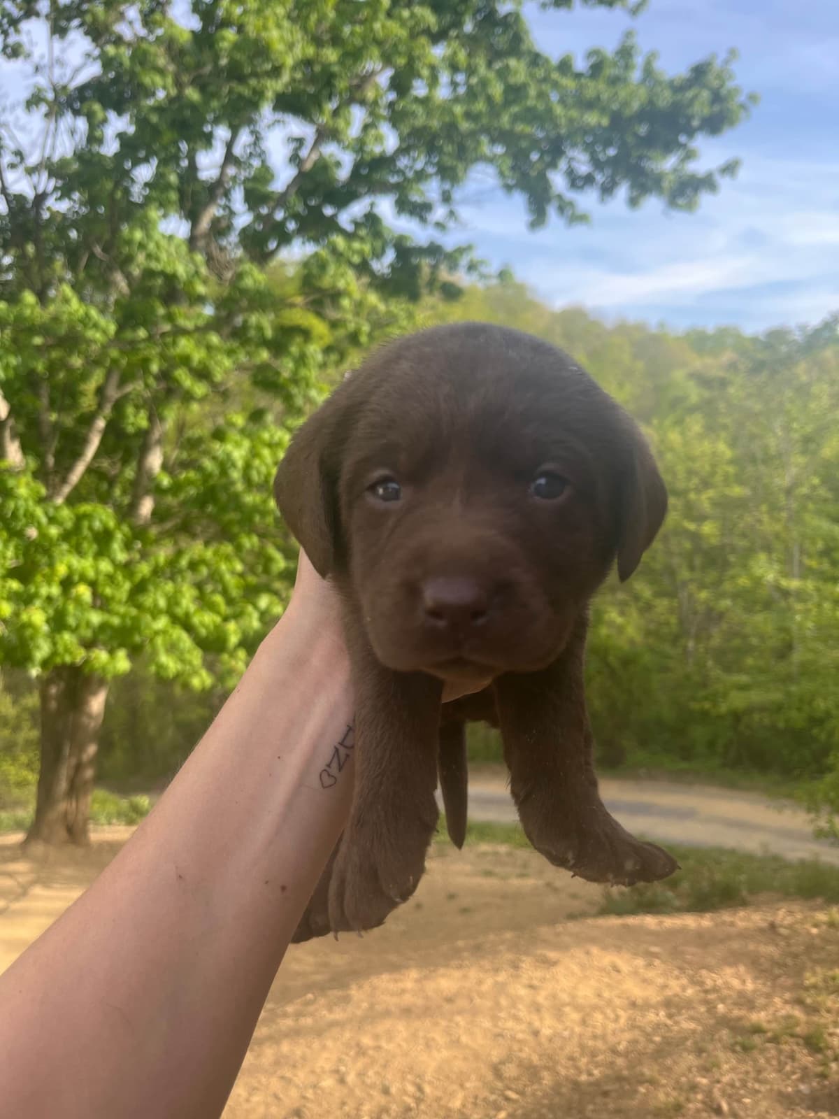 Labrador Retriever Puppies breeder image 18