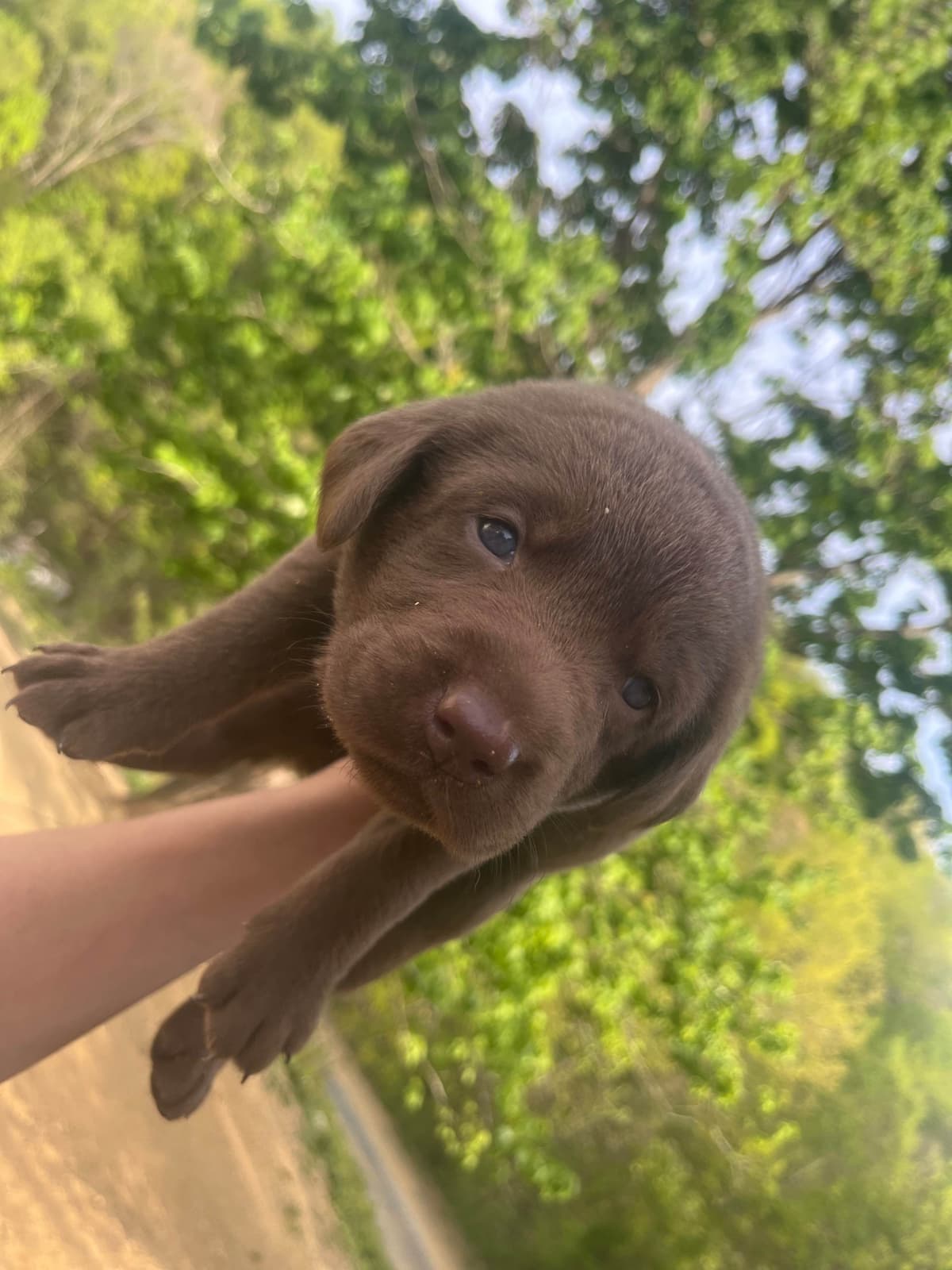 Labrador Retriever Puppies breeder image 19