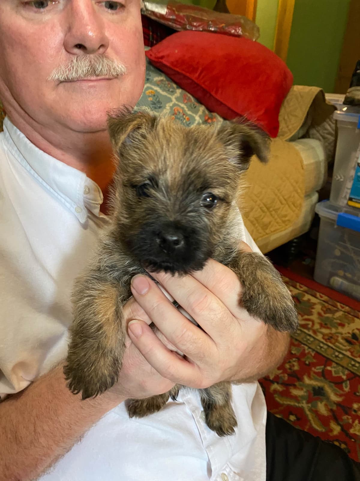 Cairn Terrier Puppies breeder image 1