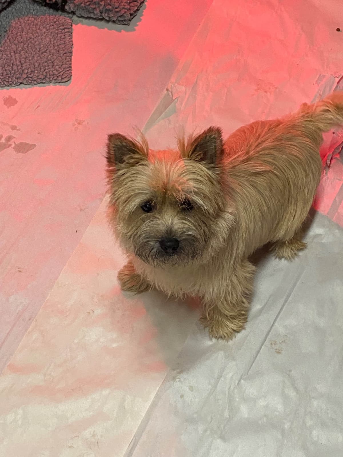 Cairn Terrier Puppies breeder image 3
