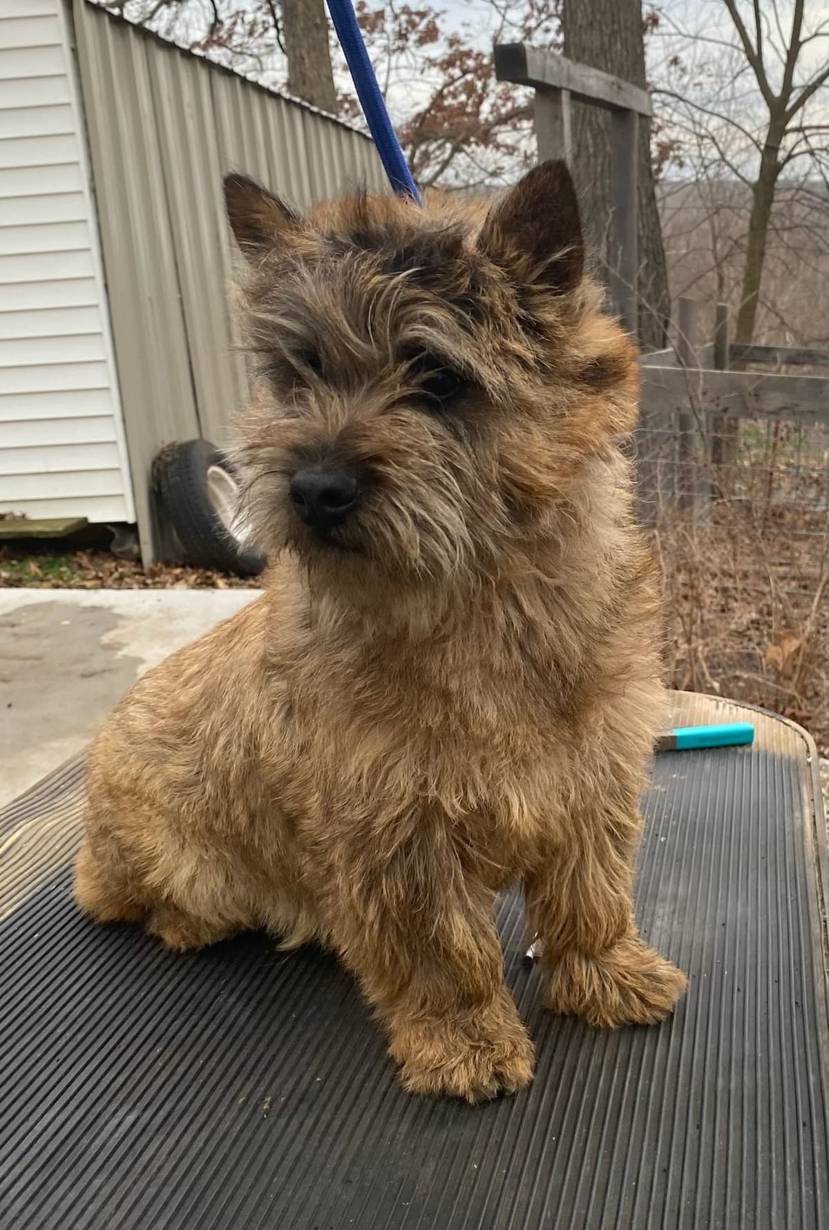 Cairn Terrier Puppies breeder image 4