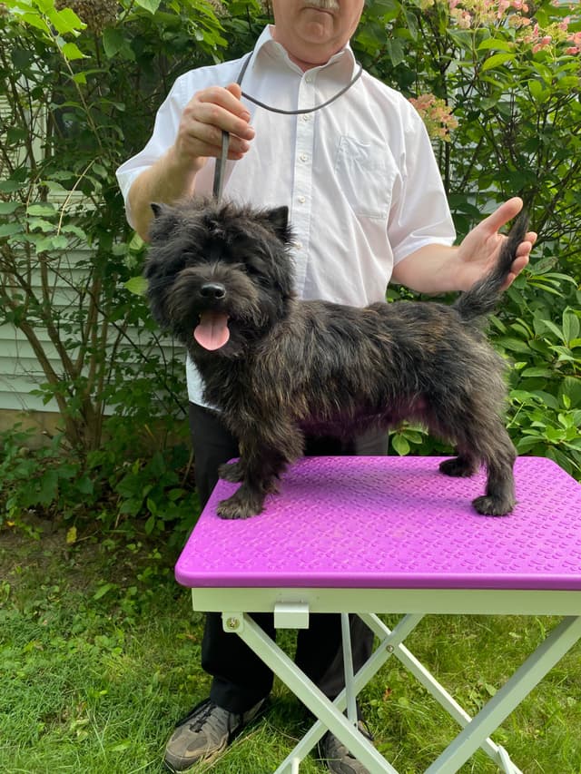 Cairn Terrier Puppies media 2