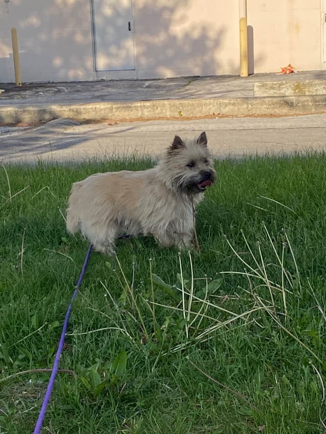 Cairn Terrier Puppies media 2