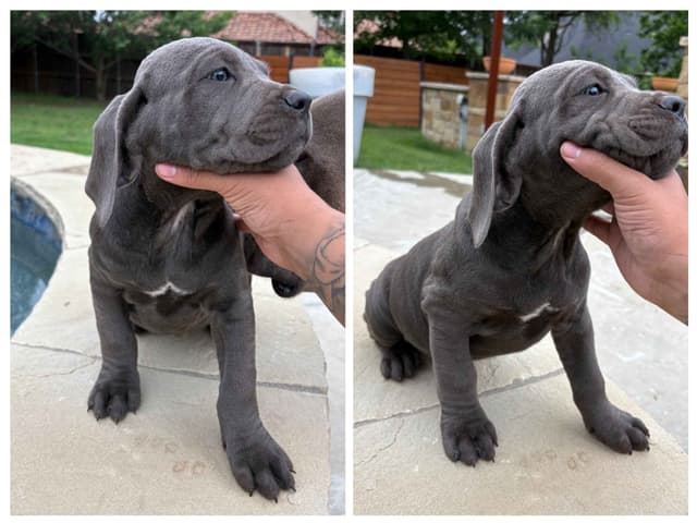 5 Cane Corso Puppies Available media 2