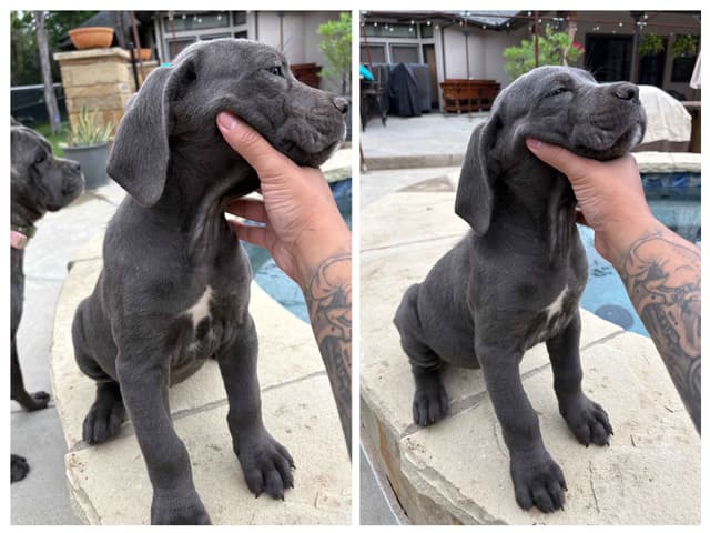 5 Cane Corso Puppies Available media 4