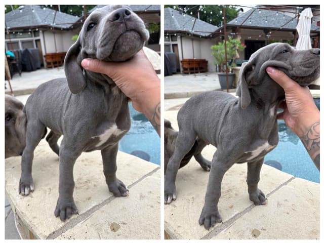 5 Cane Corso Puppies Available media 3