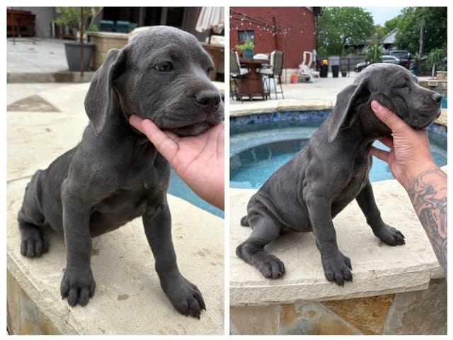 5 Cane Corso Puppies Available media 5