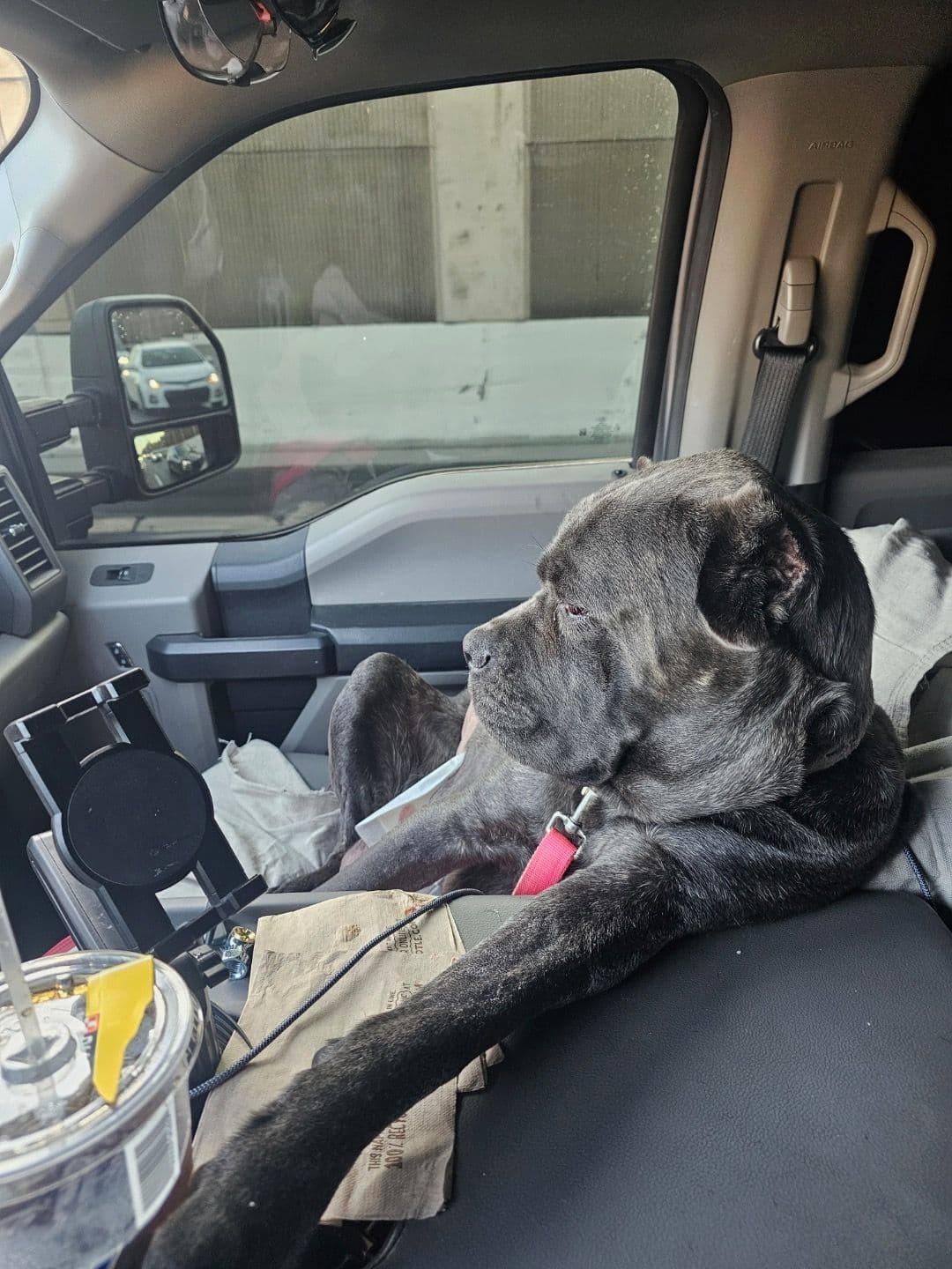 5 Cane Corso Puppies Available breeder image 5