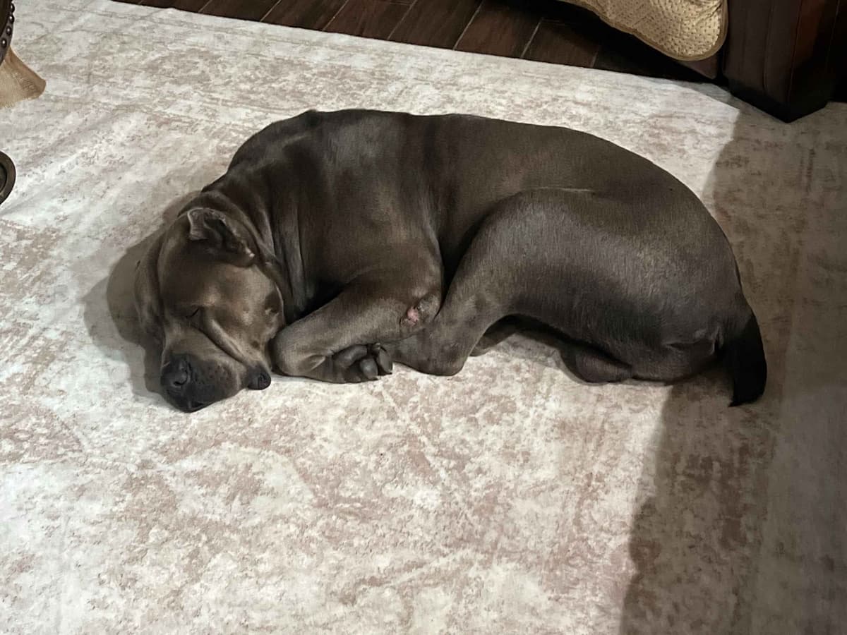 5 Cane Corso Puppies Available breeder image 1