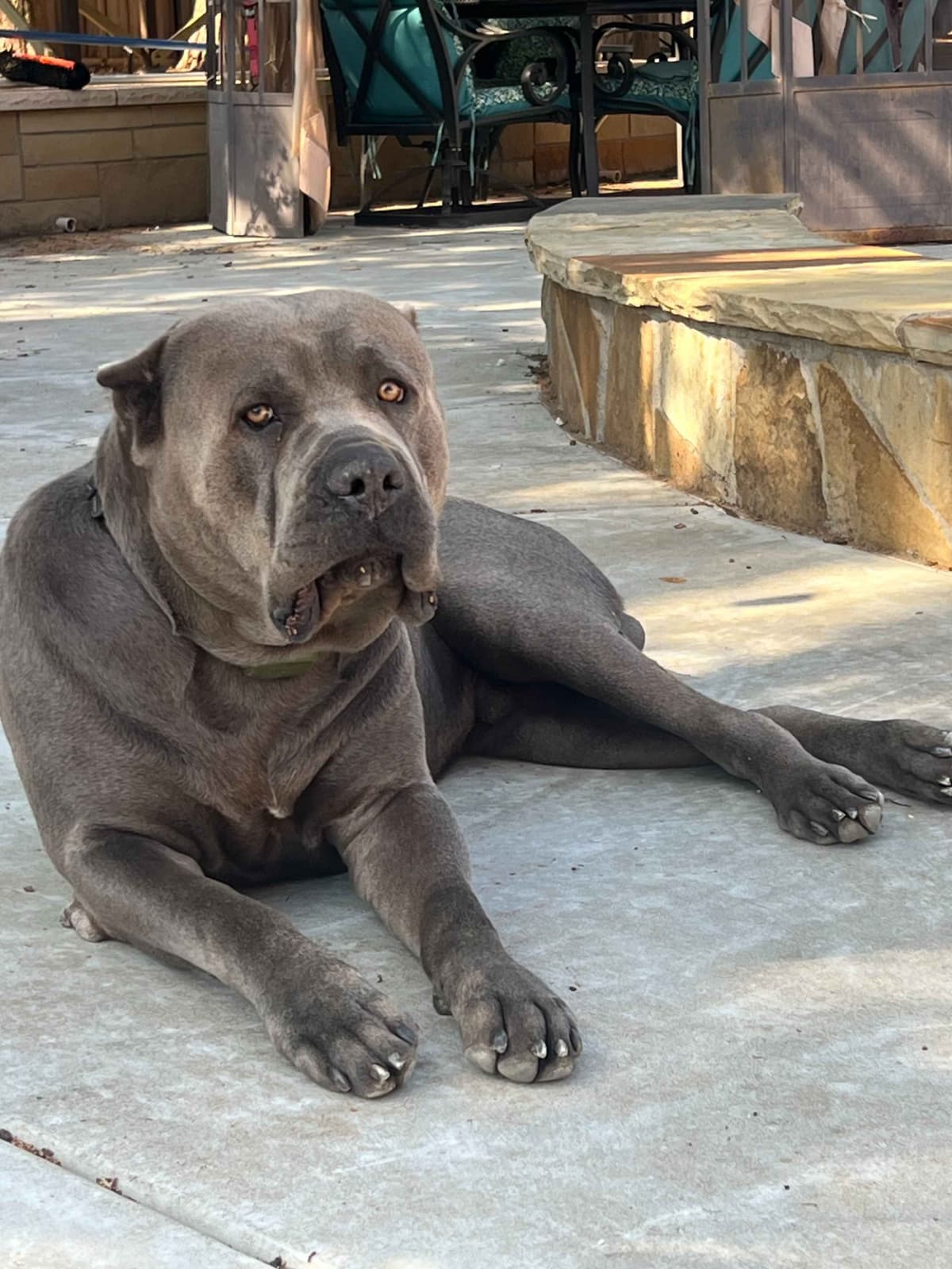 5 Cane Corso Puppies Available breeder image 2