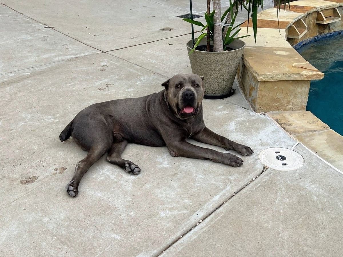 5 Cane Corso Puppies Available breeder image 4