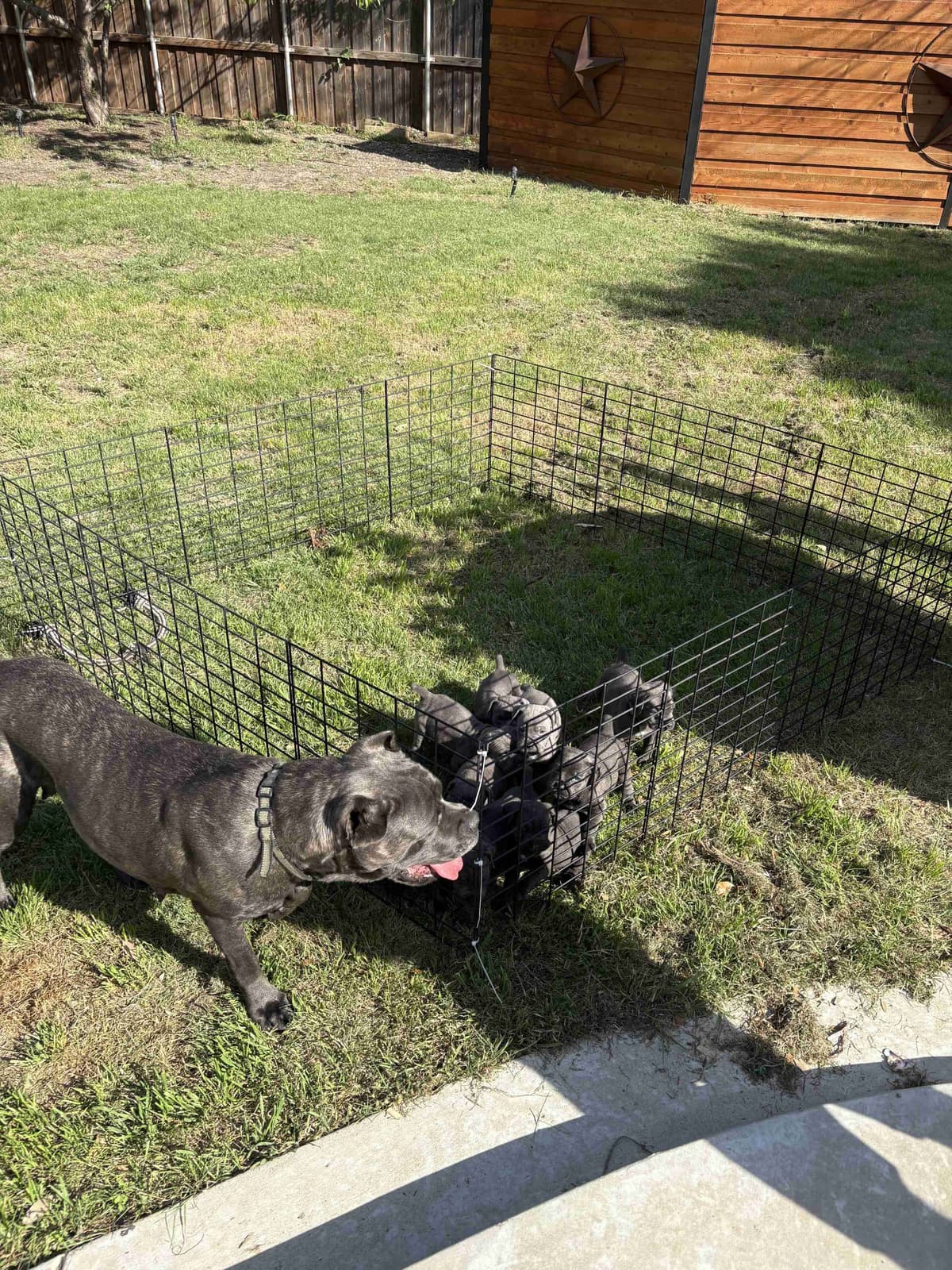5 Cane Corso Puppies Available breeder image 9