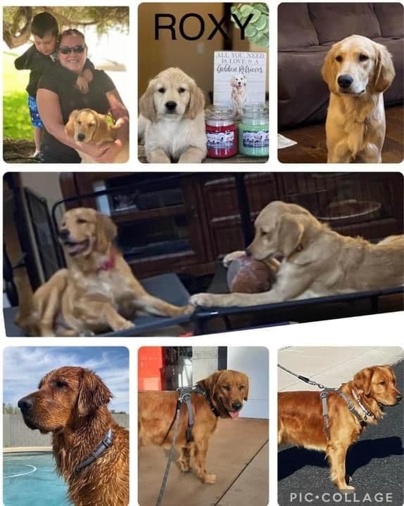 Golden Retriever Puppies breeder image 9