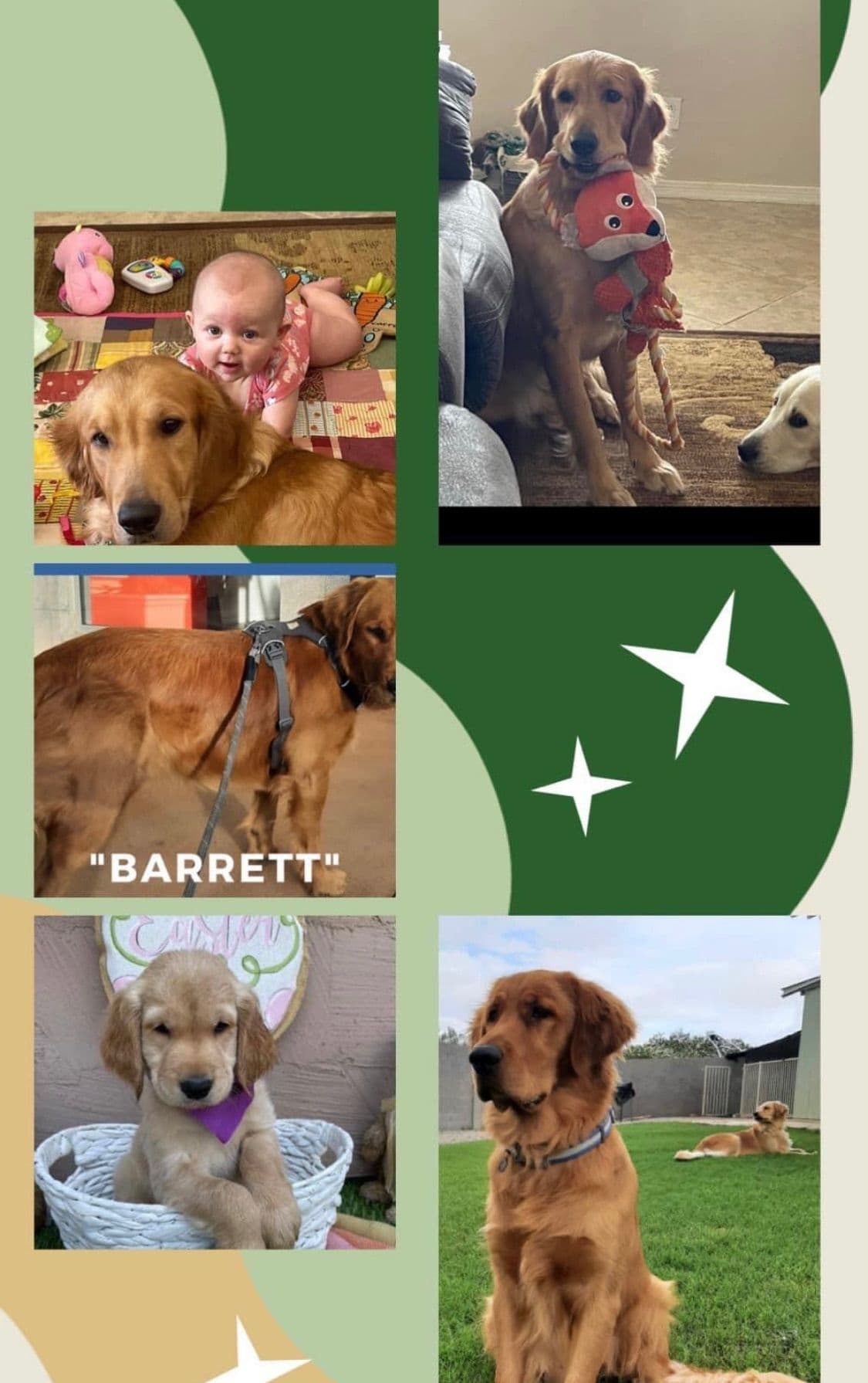 Golden Retriever Puppies breeder image 13