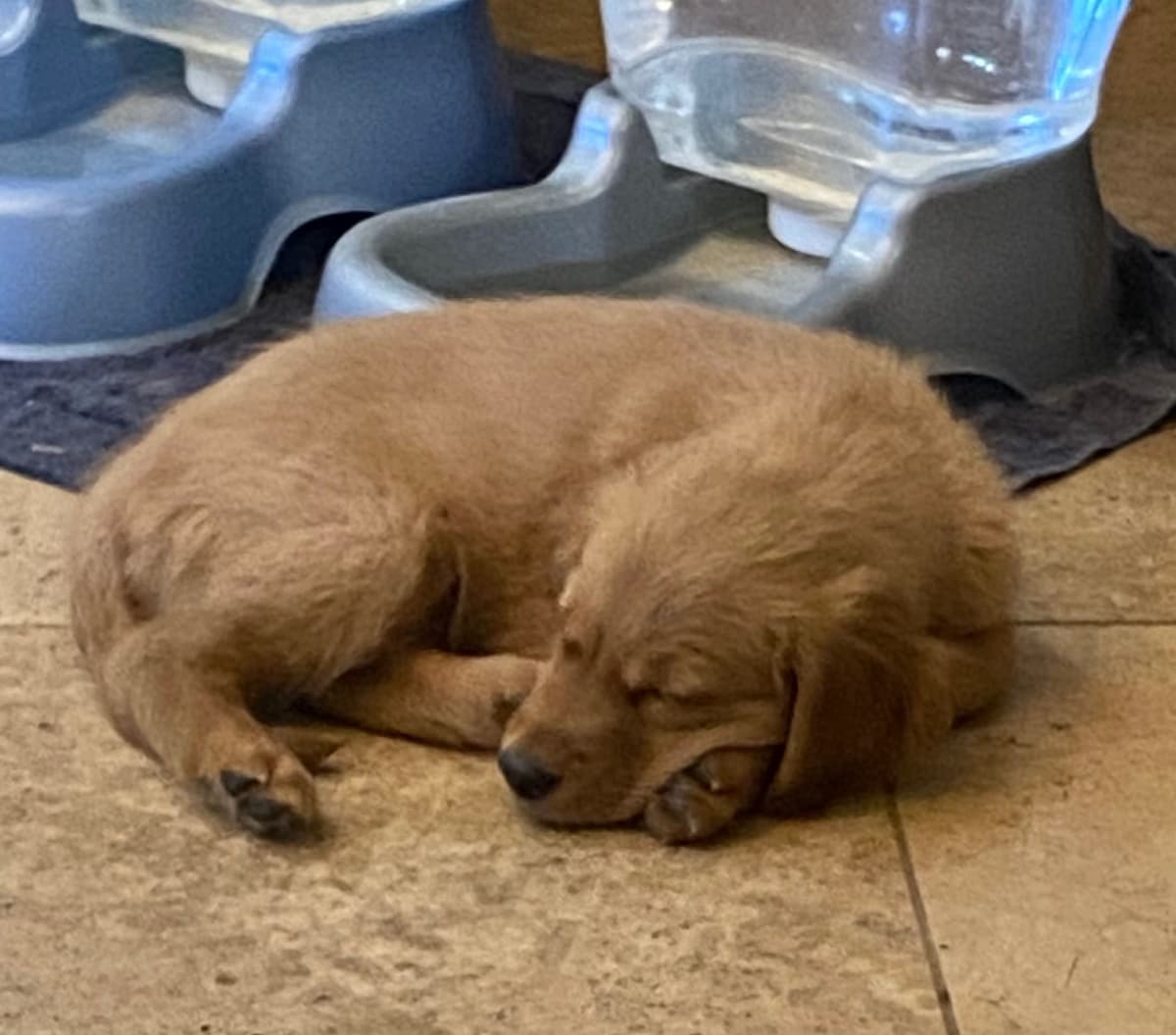 Golden Retriever Puppies breeder image 12