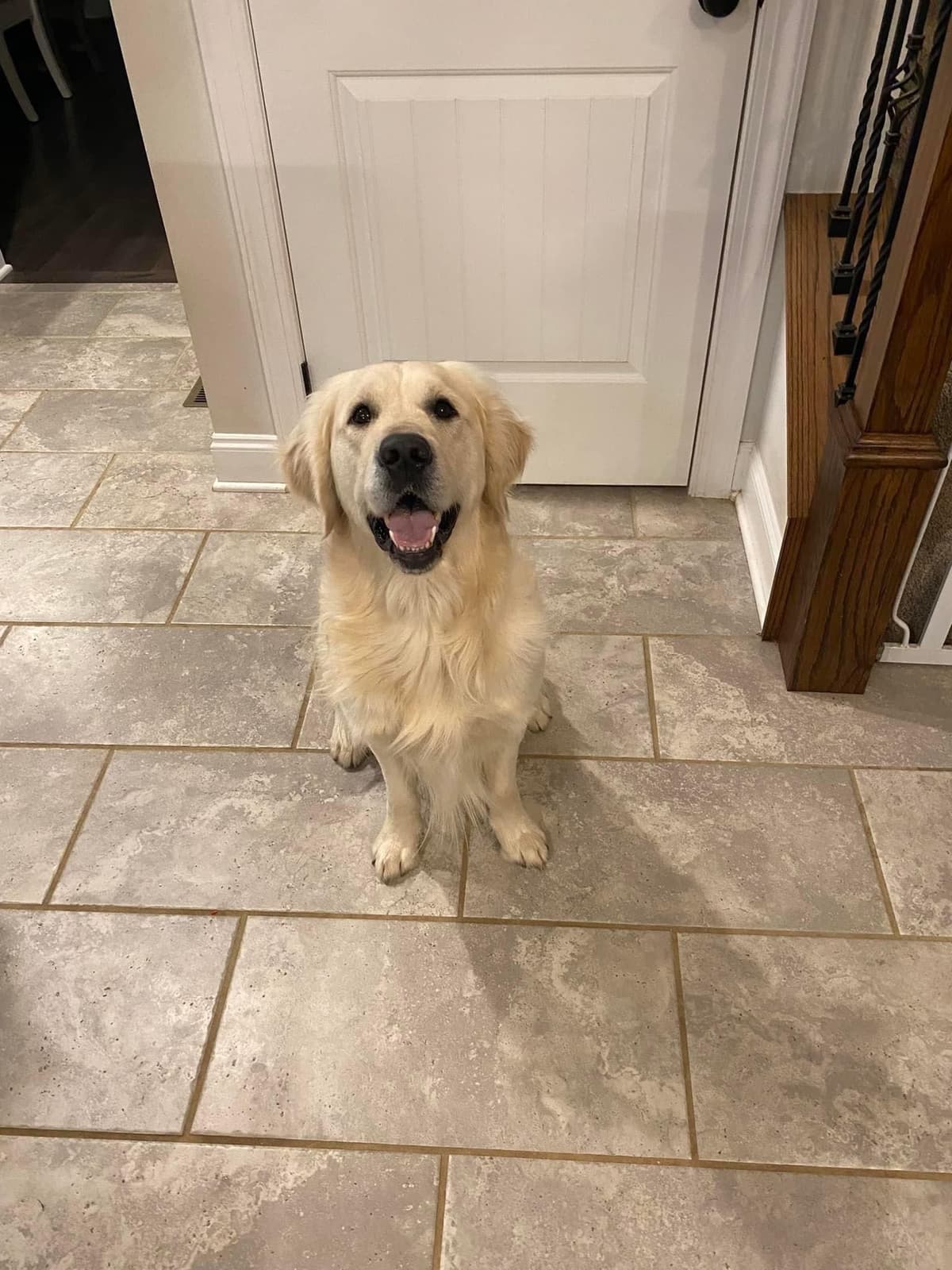 Golden Retriever Puppies breeder image 14