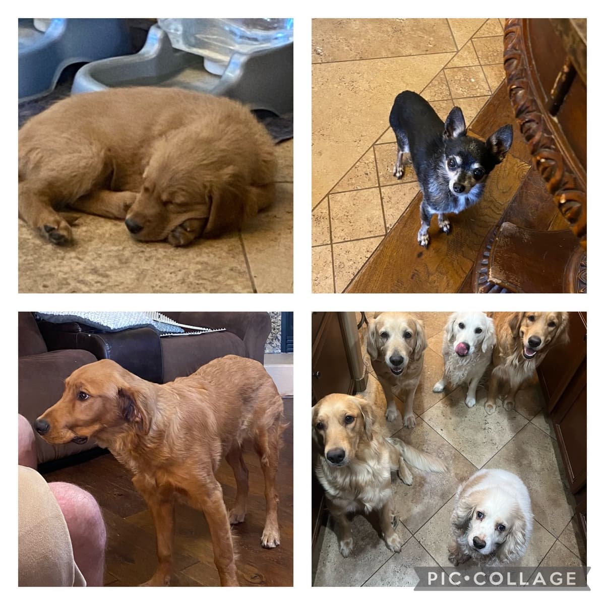 Golden Retriever Puppies breeder image 16