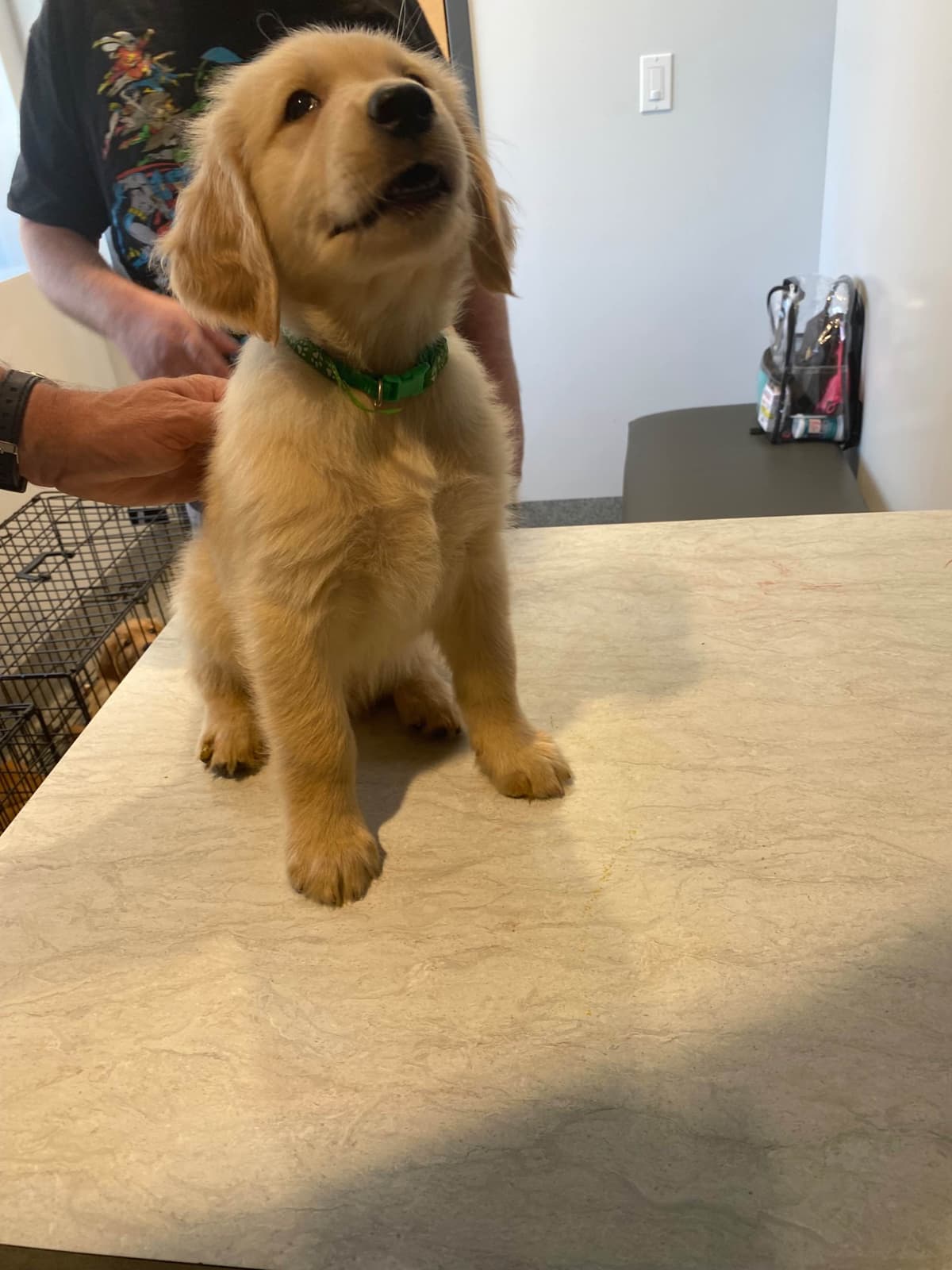 Golden Retriever Puppies breeder image 18