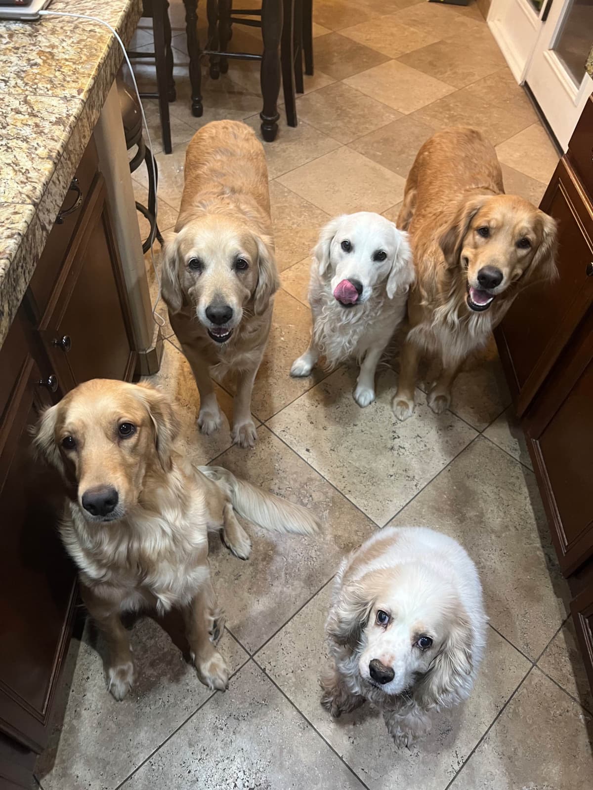 Golden Retriever Puppies breeder image 20