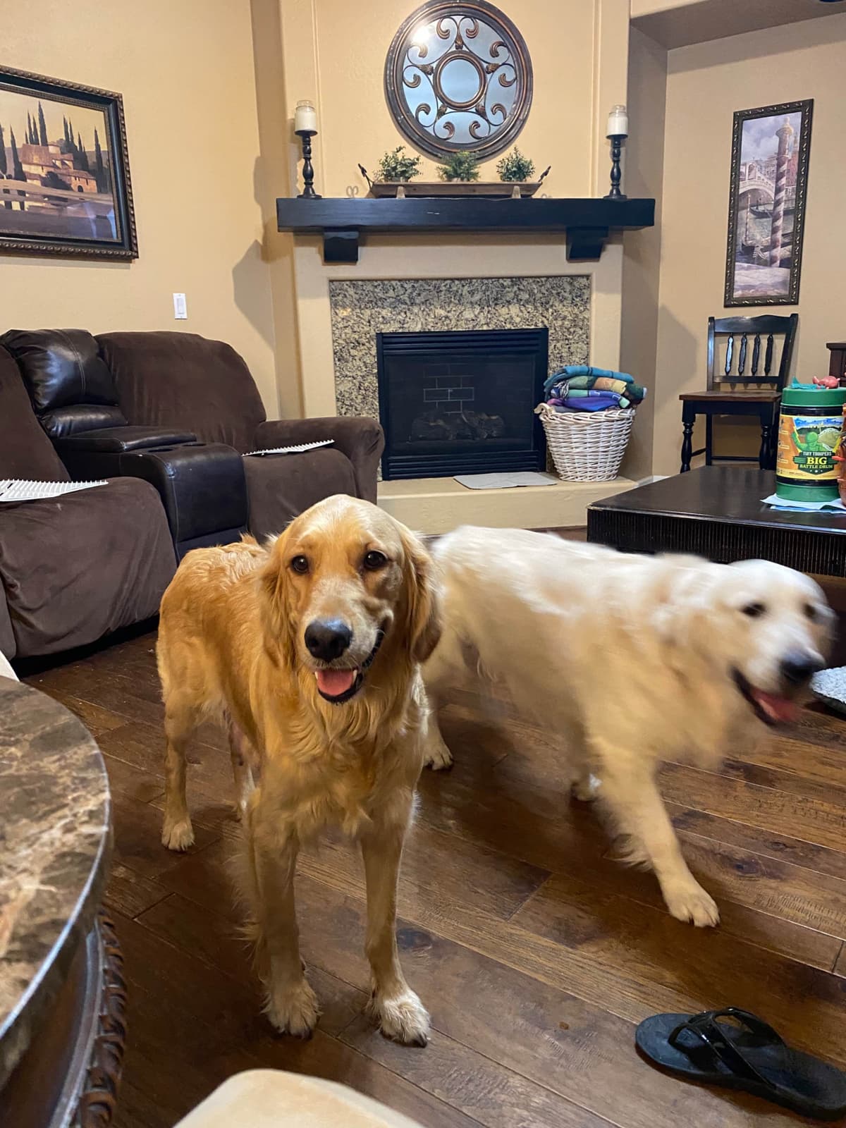 Golden Retriever Puppies breeder image 19