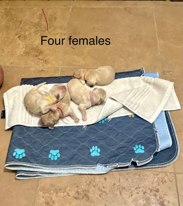 Golden Retriever Puppies media 2