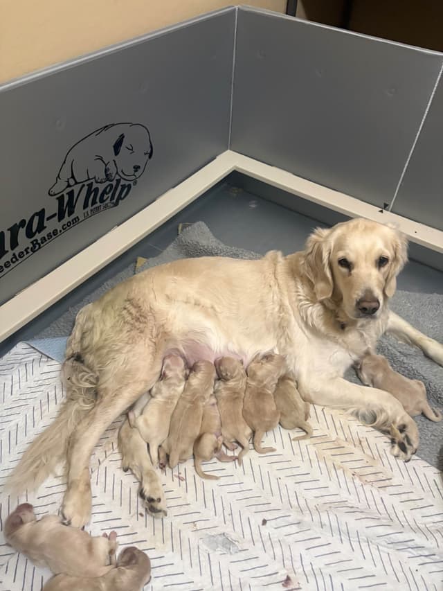 Golden Retriever Puppies media 3