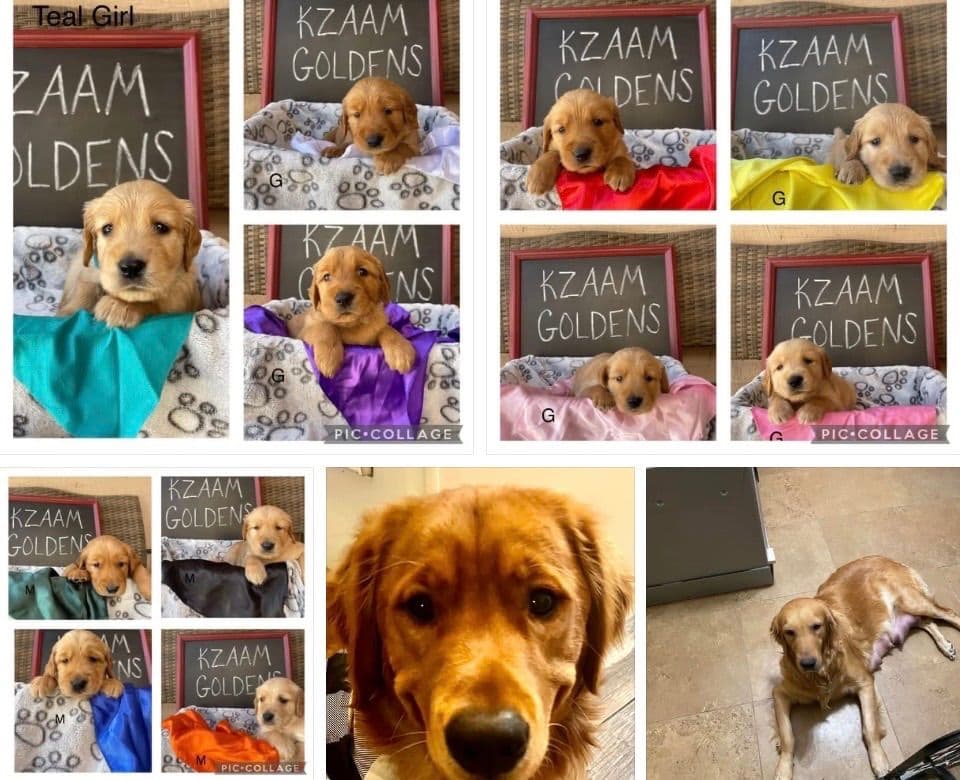 Golden Retriever Puppies breeder image 21