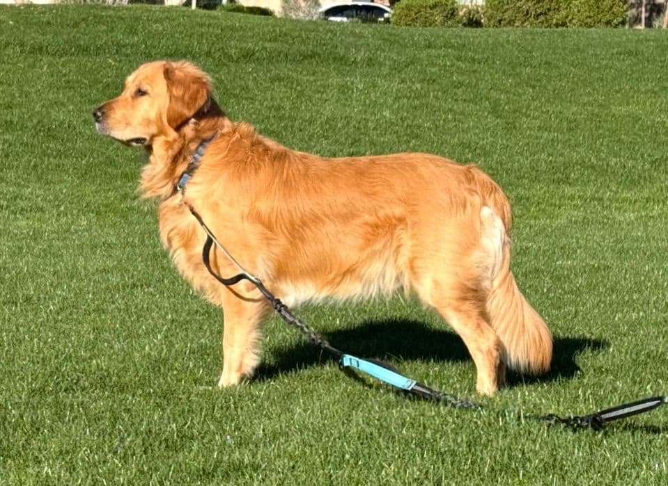 Golden Retriever Puppies breeder image 22