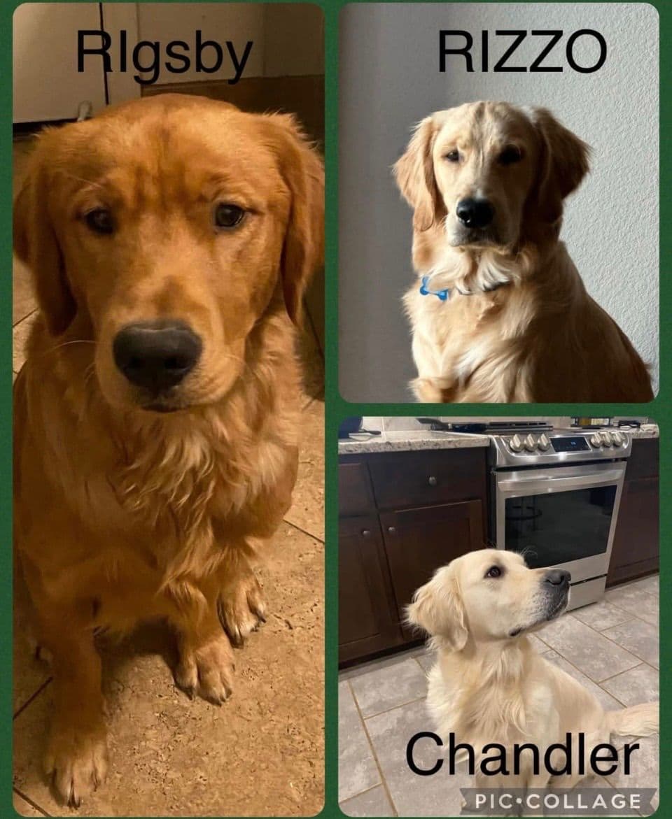 Golden Retriever Puppies breeder image 23