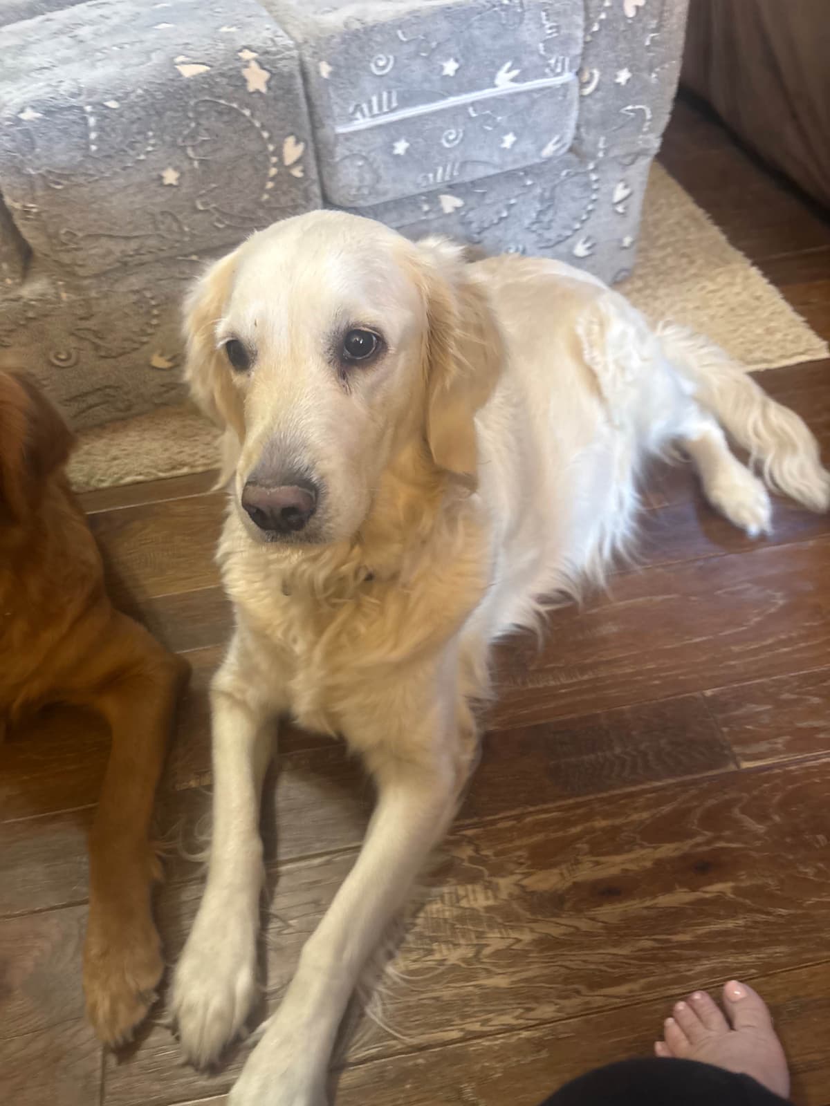Golden Retriever Puppies breeder image 25